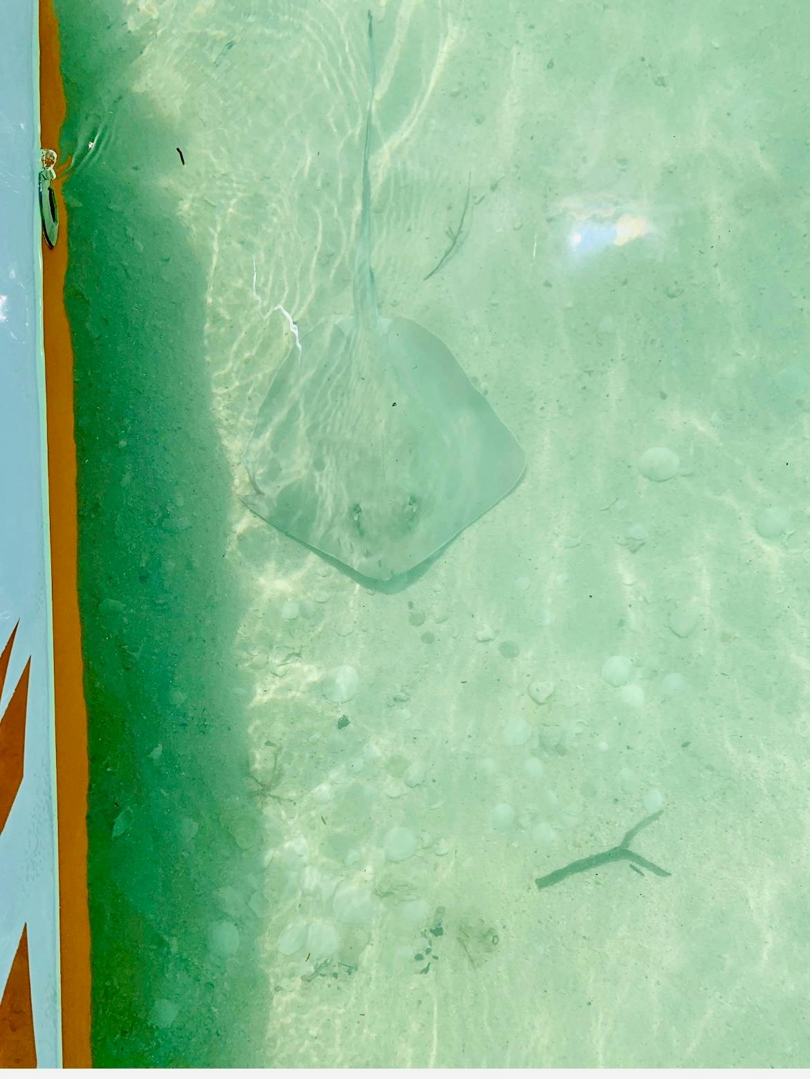 Una raya nedant en aigües clares i poc profundes a prop de la vora d'una taula de rem amb un disseny taronja.