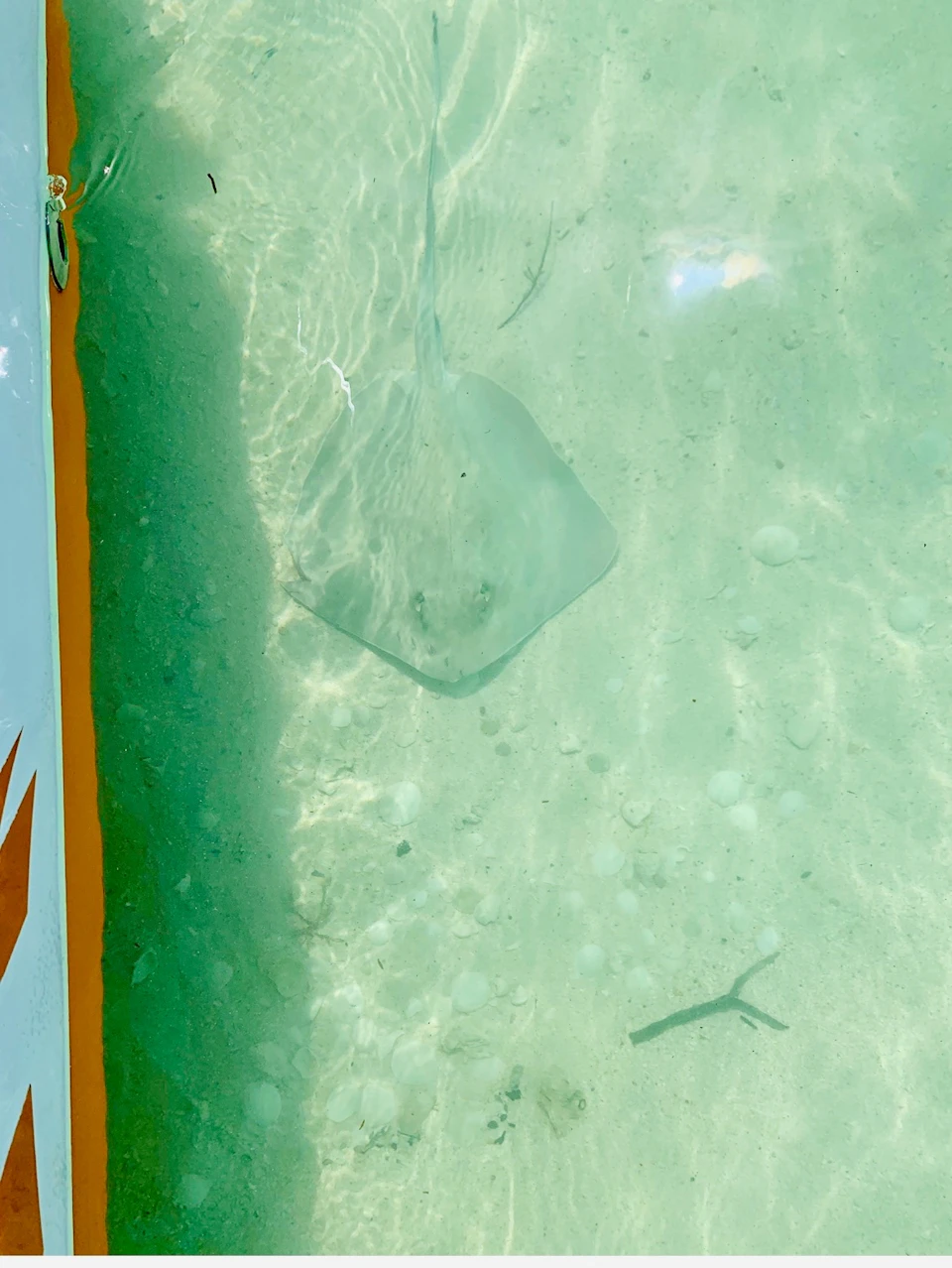 A stingray swimming underwater near the side of a boat, visible in clear shallow water with a sandy bottom.