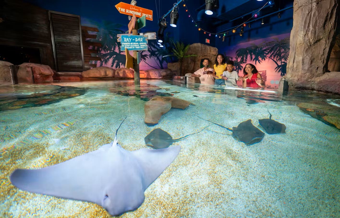 A family observes rays swimming in a shallow exhibit with sandy bottom and rocks, surrounded by colorful signage and decor.