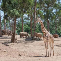 En giraff står på torr mark bland träd, med två noshörningar i bakgrunden.