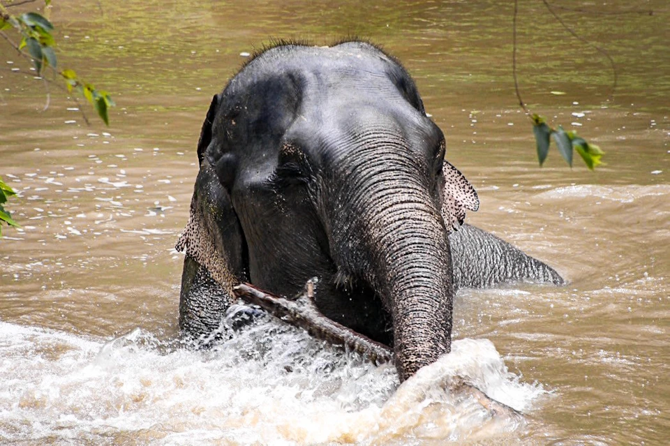 An elephant bathing in muddy water, using its trunk to splash and hold a branch.