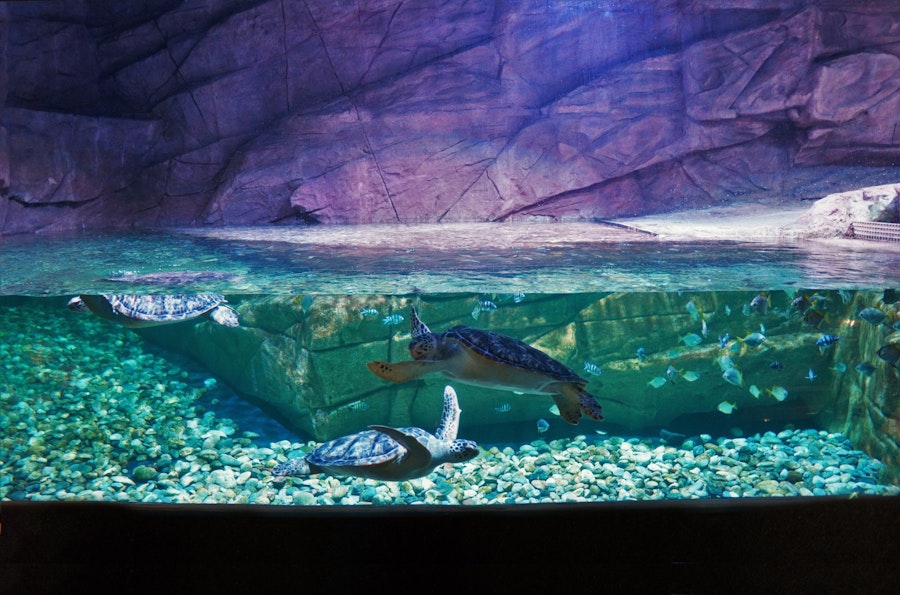 Phuket Aquaria Tickets