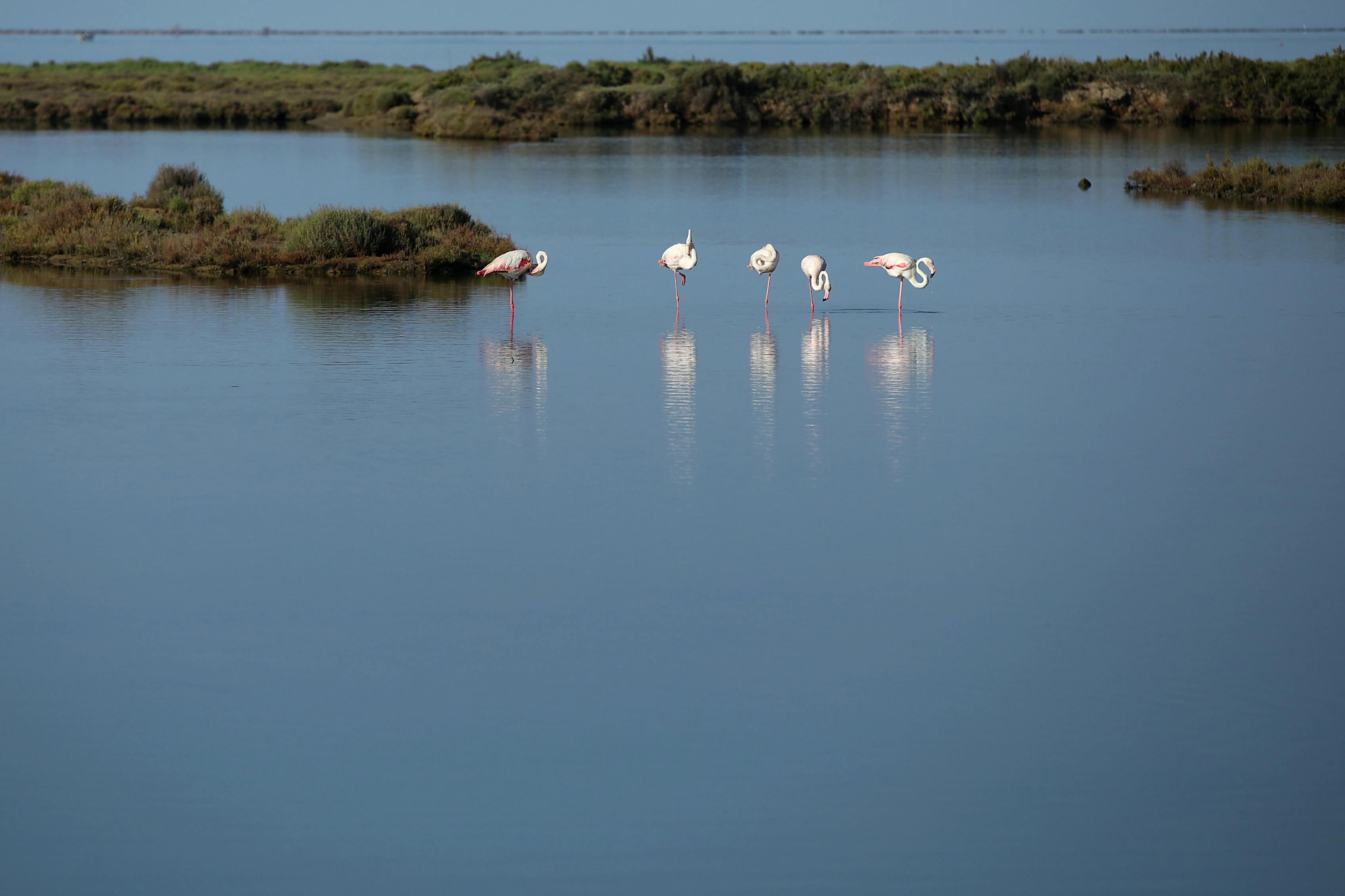 Πέντε φλαμίνγκο στέκονται σε ήρεμα, ρηχά νερά κοντά σε ένα καταπράσινο νησί με μακρινούς θάμνους στο παρασκήνιο.