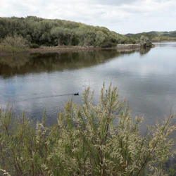 En lugn sjö med frodiga gröna buskar i förgrunden och en anka som simmar i vattnet mot täta träd i bakgrunden.