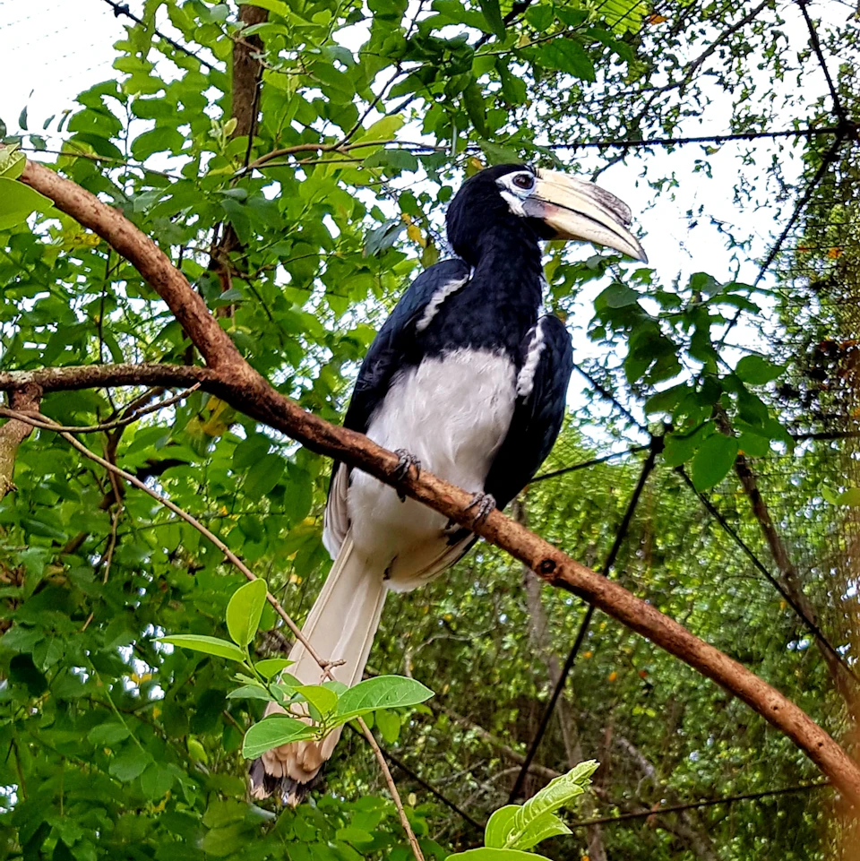 A black and white hornbill perched on a branch surrounded by green foliage.