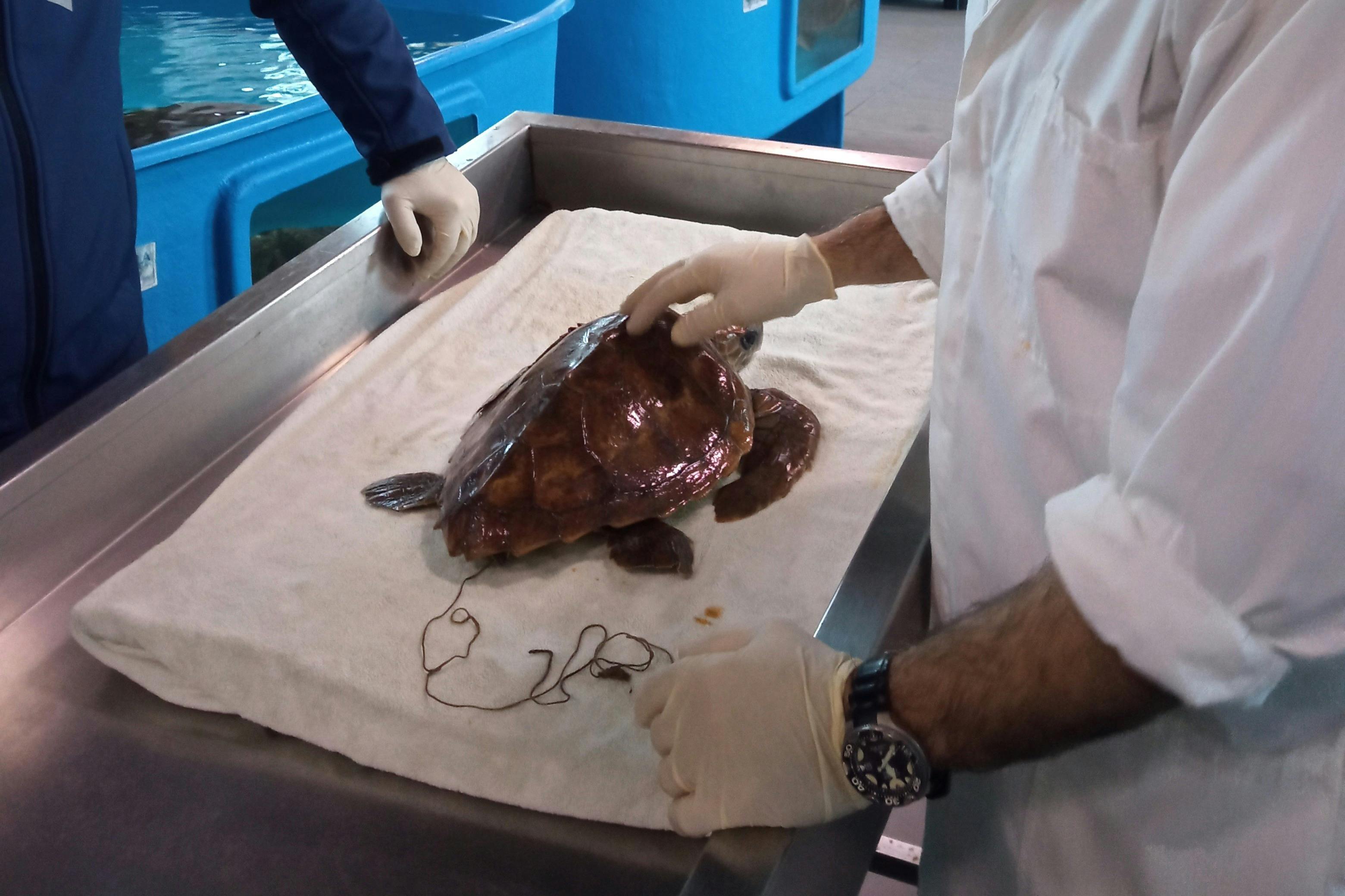 Tartaruga con lenza ingoiata