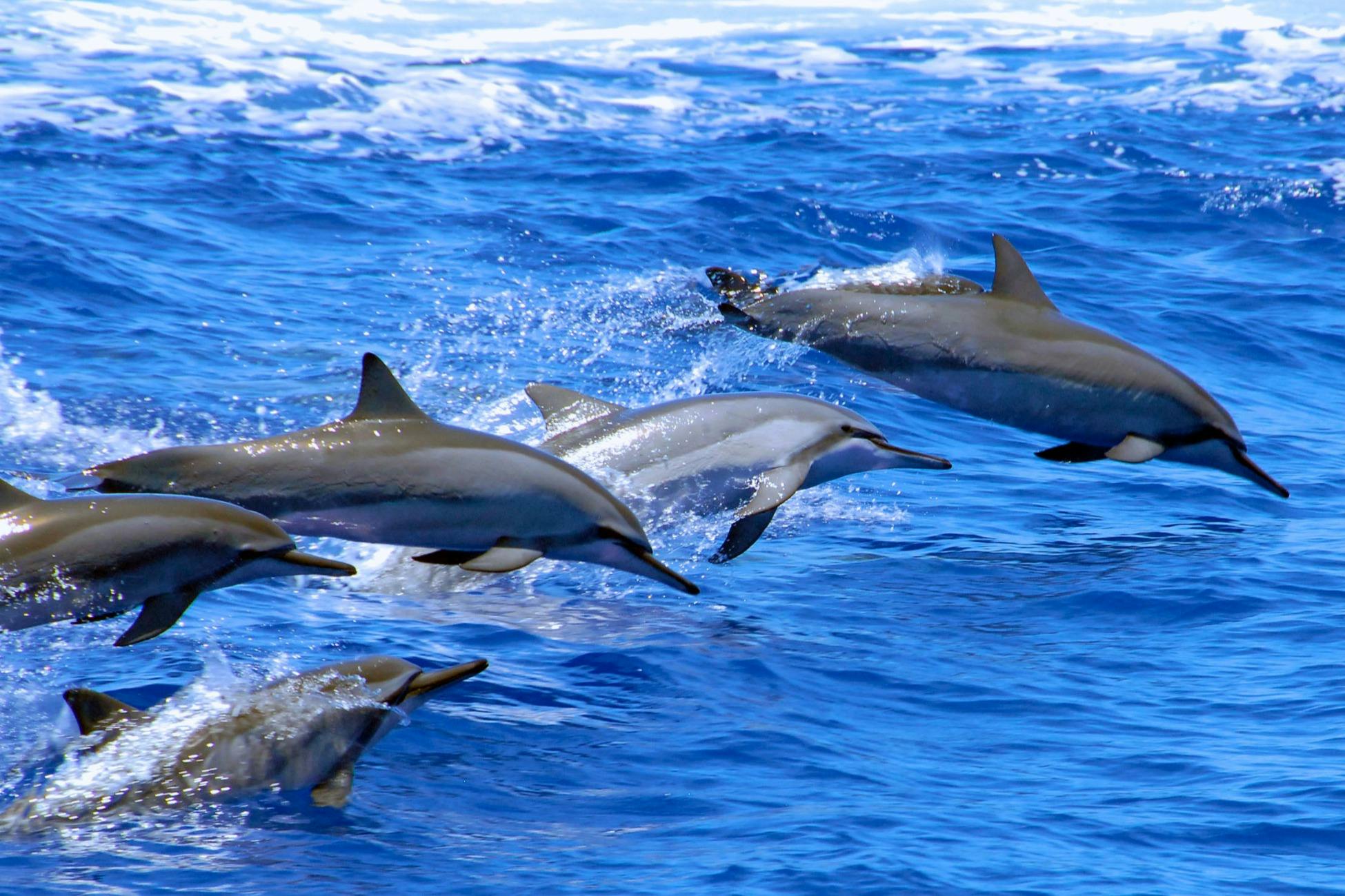 Oahu: Afternoon Dolphin Watching Cruise + Snorkeling - Photo 6