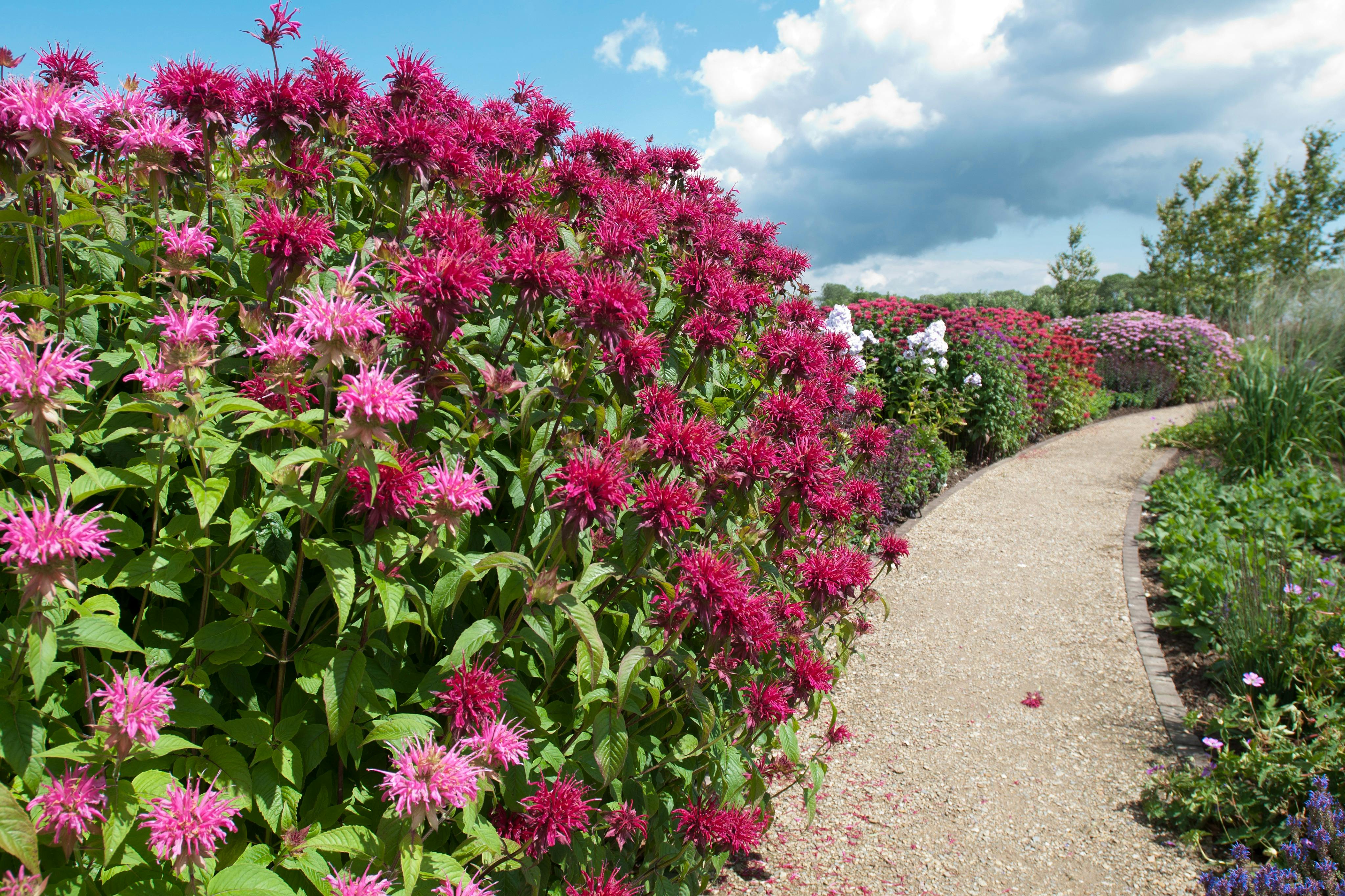 花园、花卉、公园