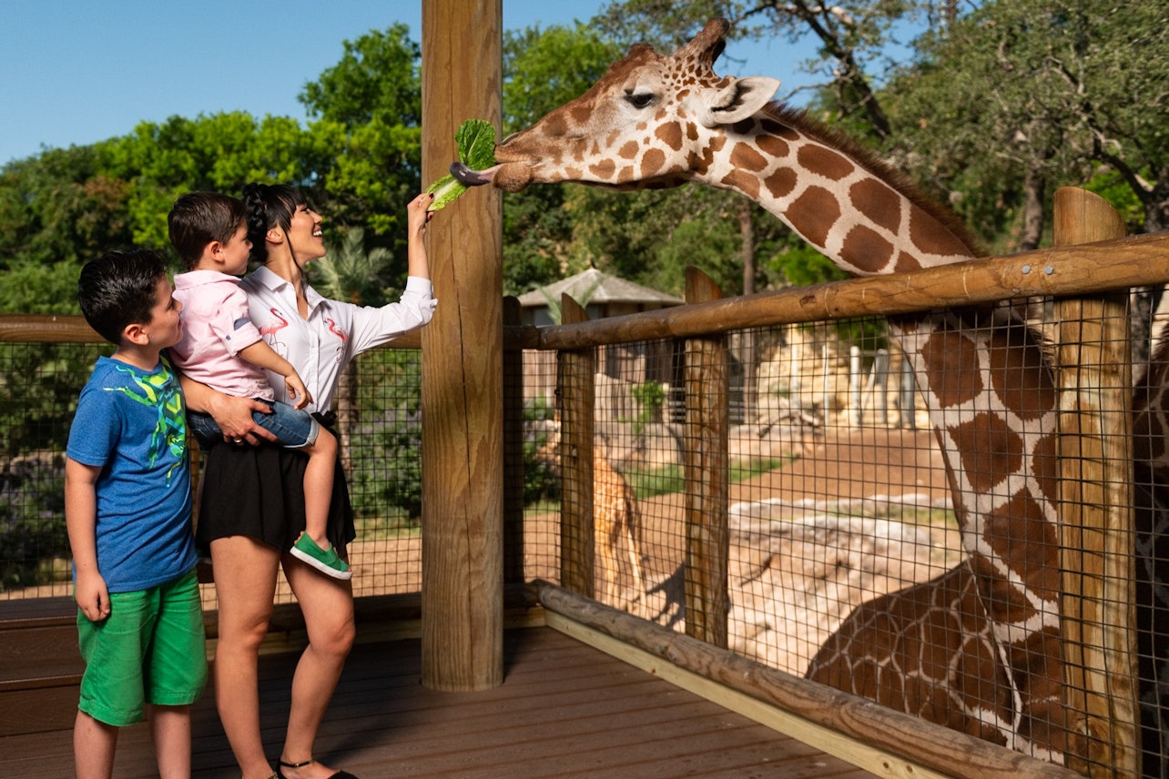 Biglietto d'ingresso flessibile per qualsiasi giorno allo zoo di San Antonio - Alloggi in San Antonio
