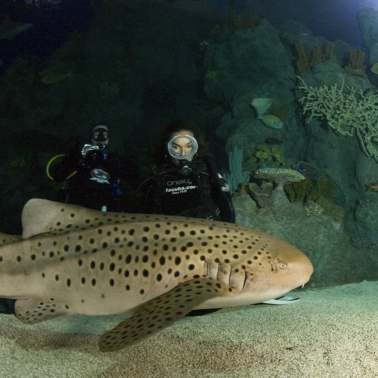 Downtown Aquarium Houston - Accommodations in Houston