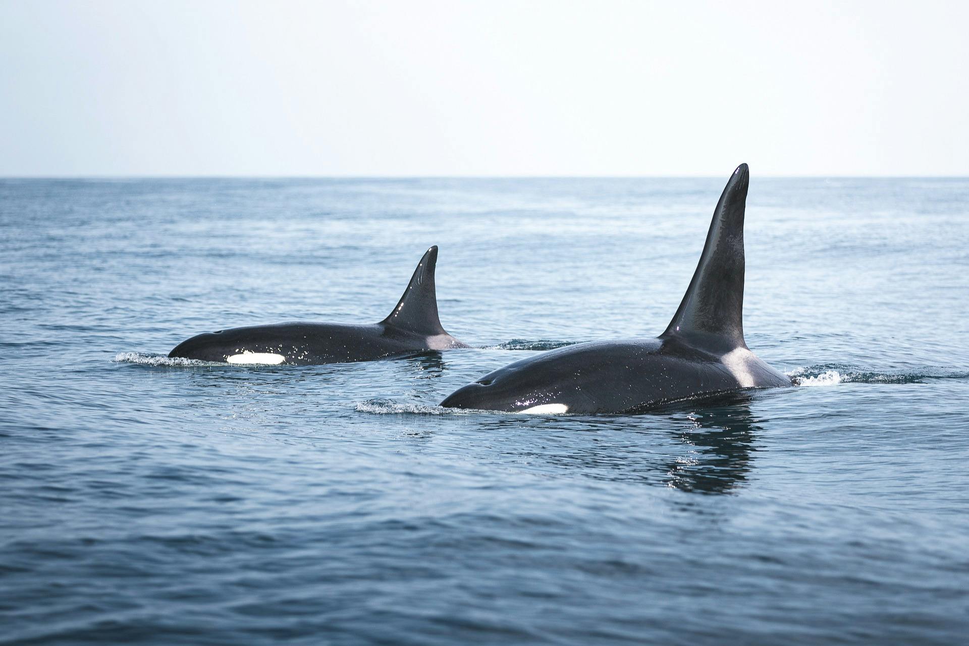 虎鲸在Skjálfandi海湾