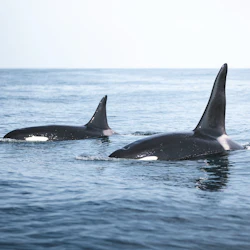 Husavík: Whale Watching Tour + Snack 3