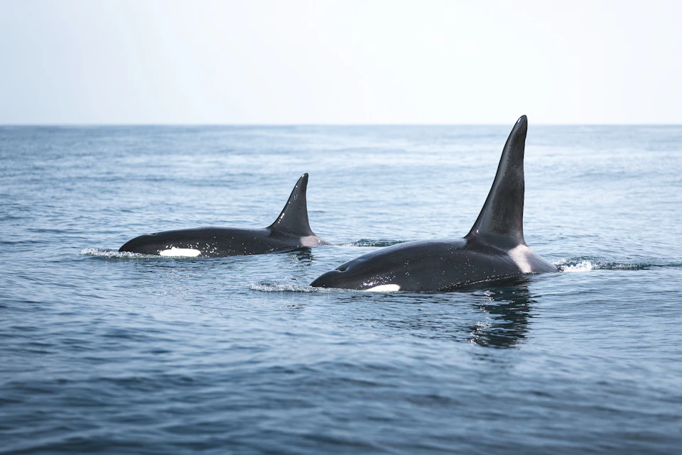 Killer whales in Skjálfandi Bay