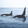 Zabójcze wieloryby w Zatoce Skjálfandi