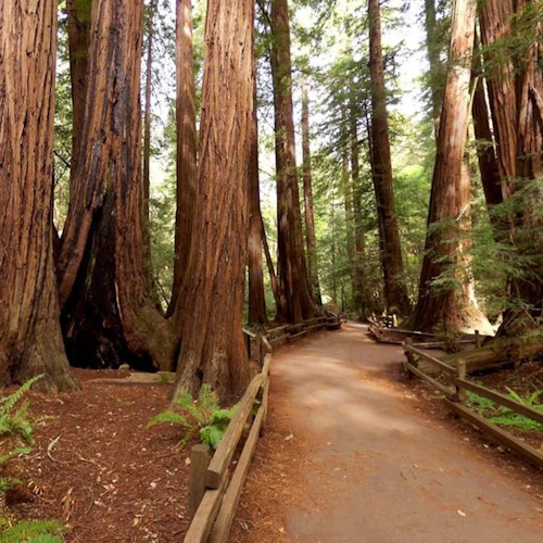 Passeio pela cidade de São Francisco + Muir Woods - Photo 4