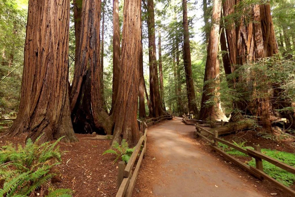 Muir Woods National Monument