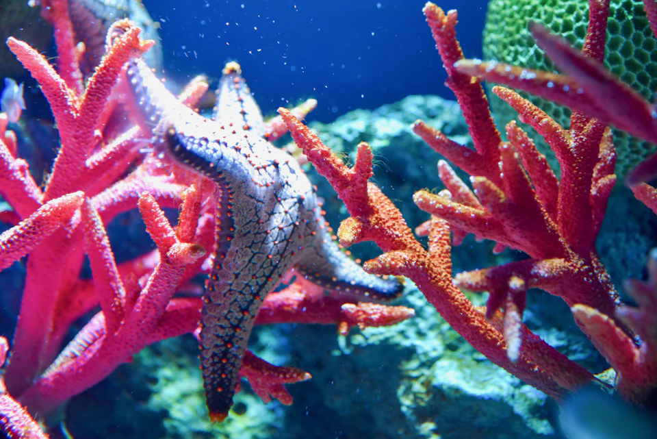 A starfish is clinging to vibrant red coral underwater, with a blue and green background.