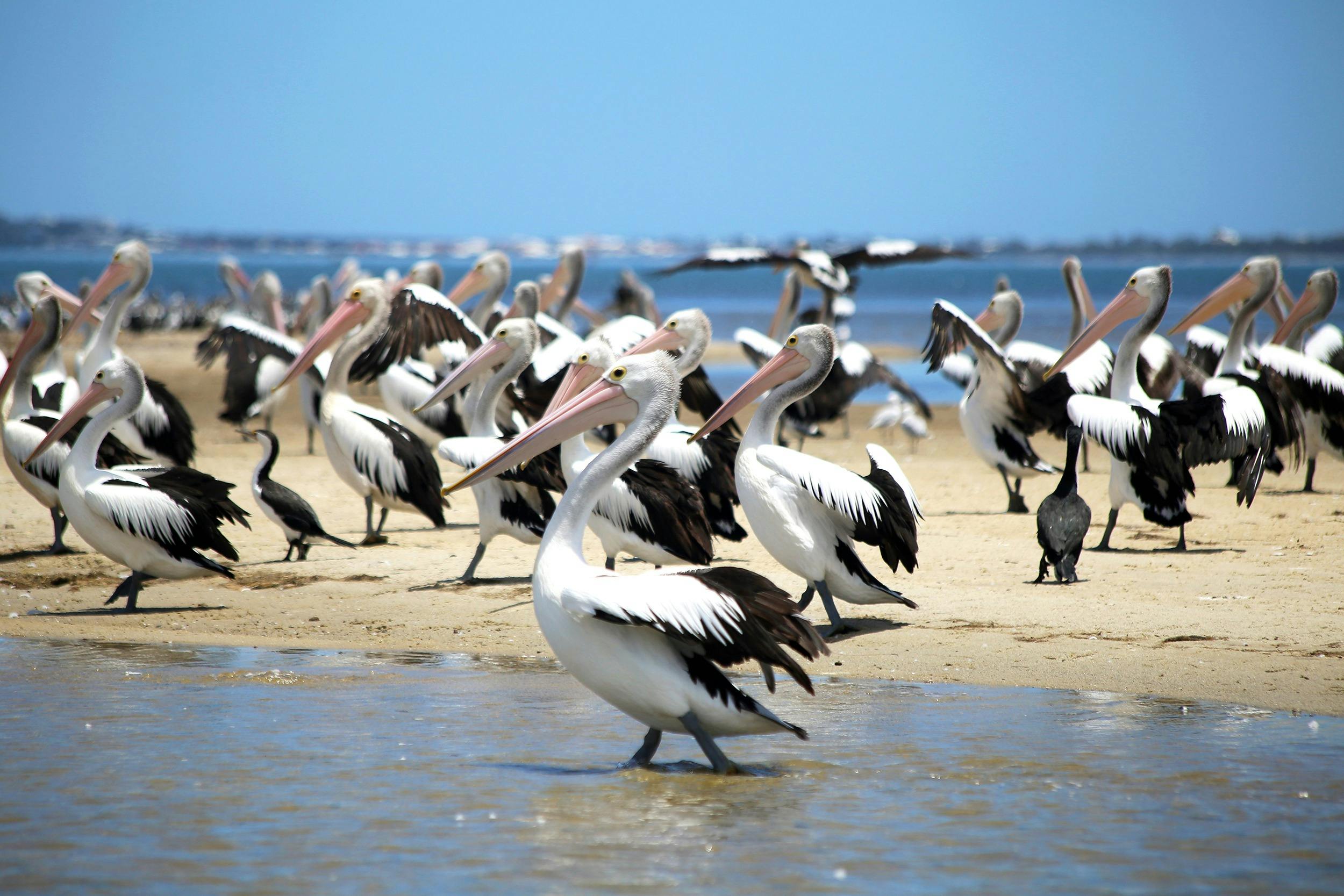 Pelicans