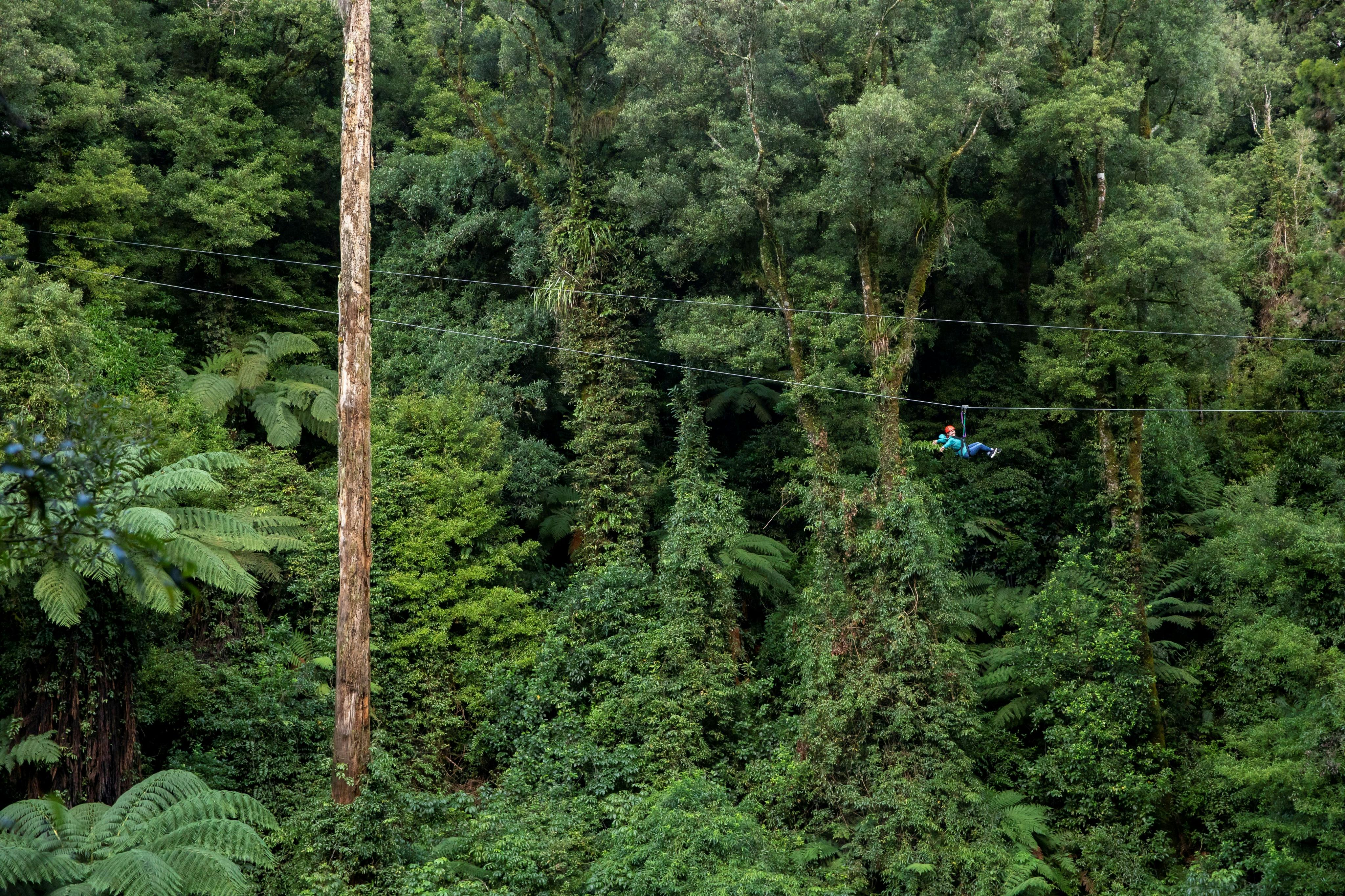Rotorua: Geführtes Zipline-Abenteuer — 6