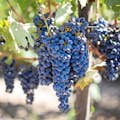 Vignoble de Cape Winelands