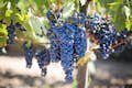 Cape Winelands Vineyard