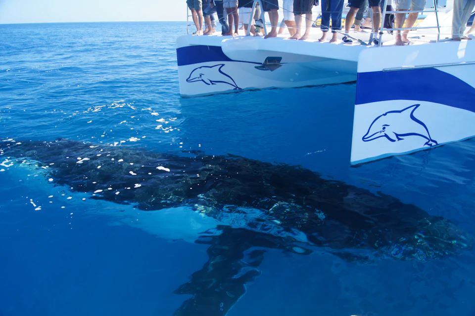 A large whale visible underwater near a boat with people standing on the deck, in a calm and open sea.