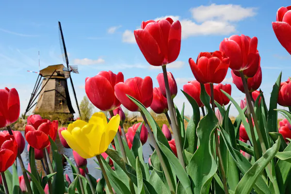 Keukenhof : Billet d'entrée + Transfert en bus aller-retour