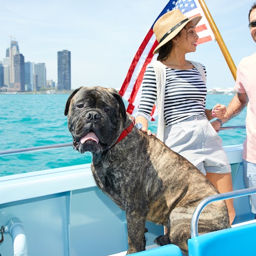 Chicago: Crucero Canino