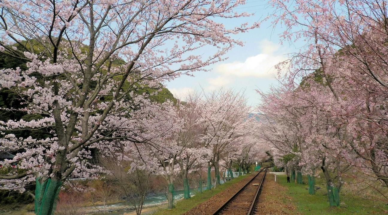 A railway line flanked by rows of blooming cherry blossom trees under a clear sky.