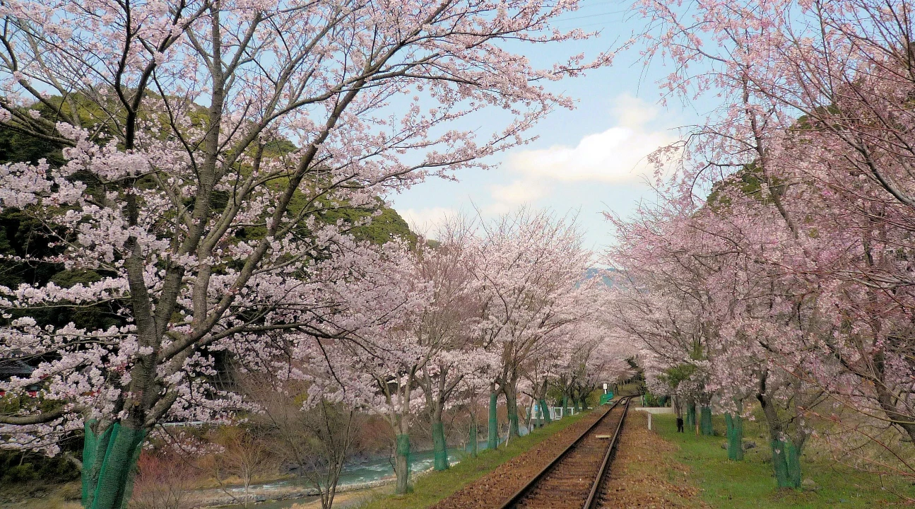 Sagano Romantic Train: Ticket from Kameoka to Saga