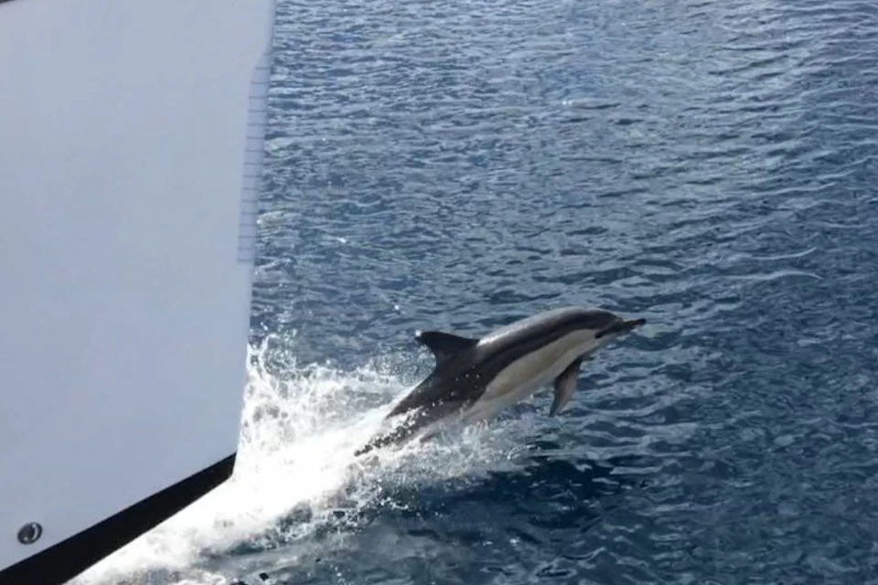 A dolphin leaps out of the water near the bow of a white boat.