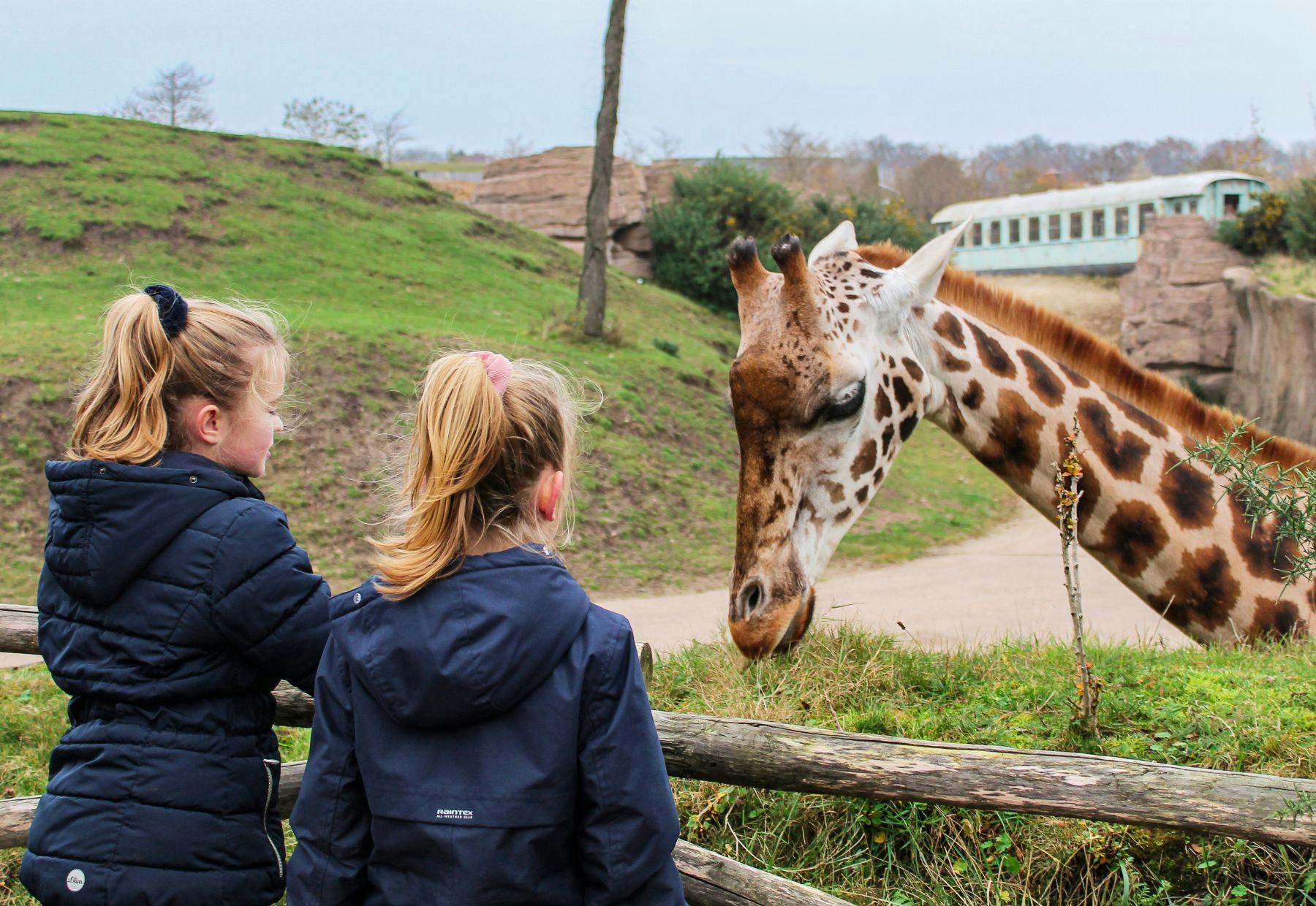 Two children in dark jackets standing by a wooden fence, looking at a giraffe in a grassy zoo enclosure.