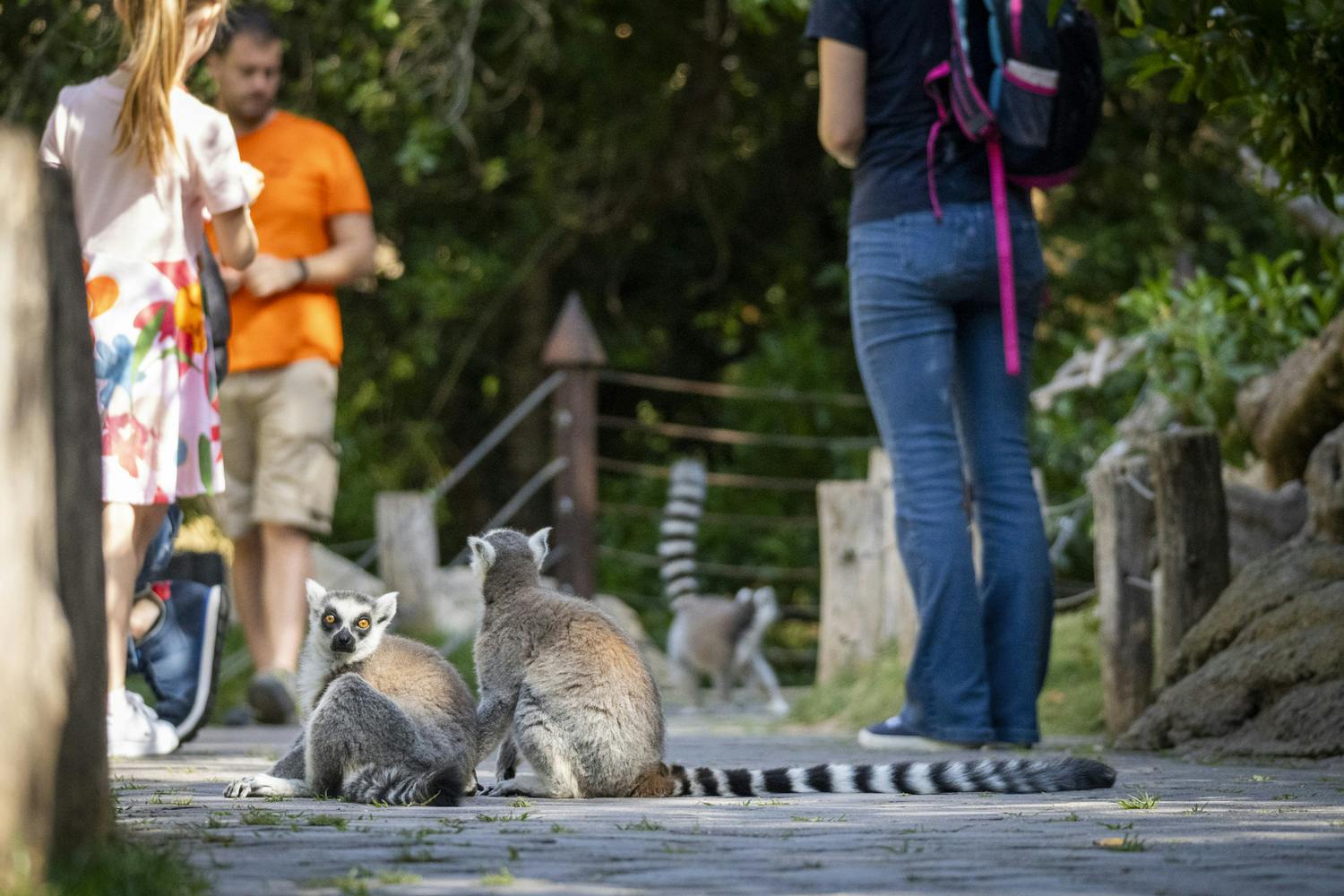 Bioparc Valencia: Fast track-ticket