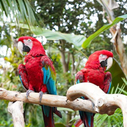 Bloedel Conservatory: Entry Ticket 2