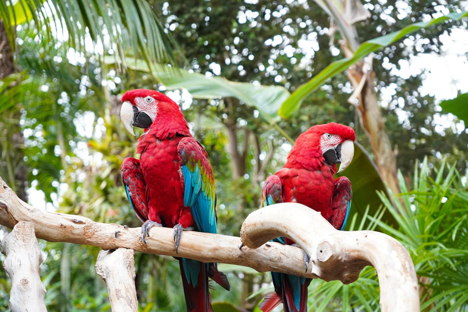 Bloedel Conservatory