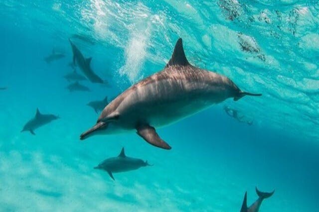 χορός των δελφινιών