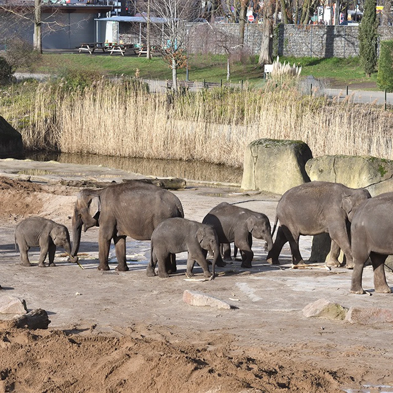 Cologne Zoo & Aquarium: Entry Ticket 2