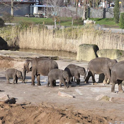 Cologne Zoo & Aquarium: Entry Ticket 2