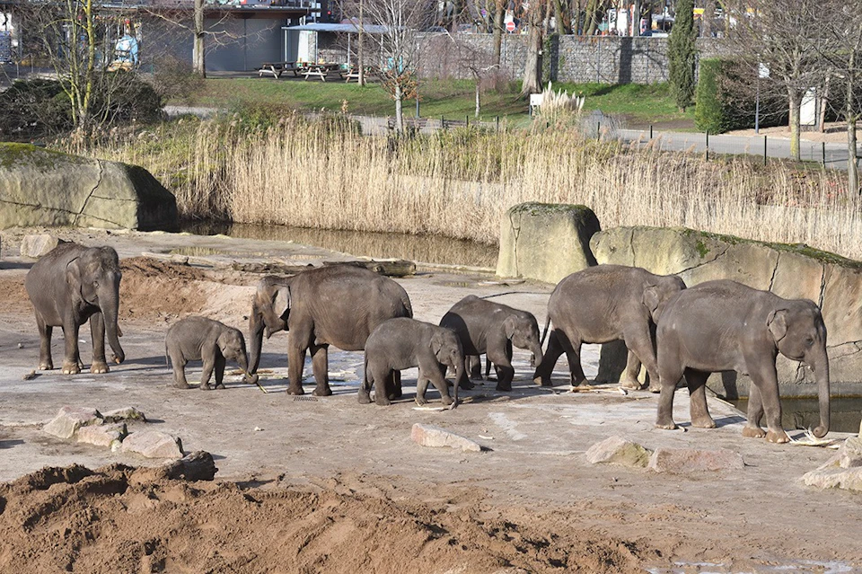 Elephants