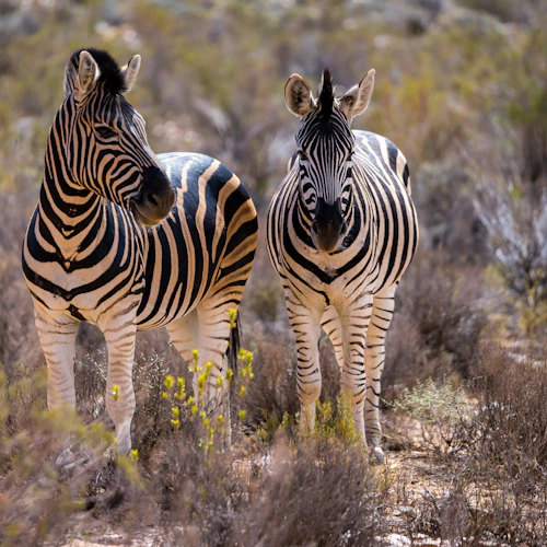Aquila Private Game Reserve: Small-Group Safari Tour + Lunch + Transport - Photo 3