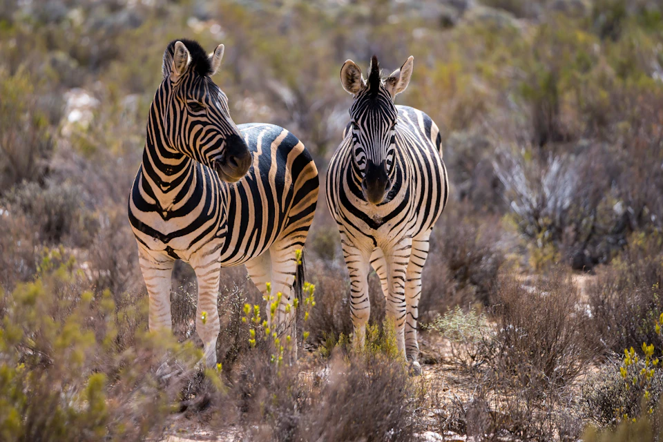 Zebra at Aquila Game Reserve