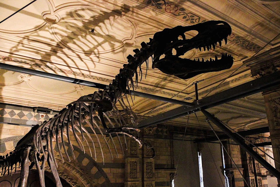 Dinosaurs inside the Natural History Museum