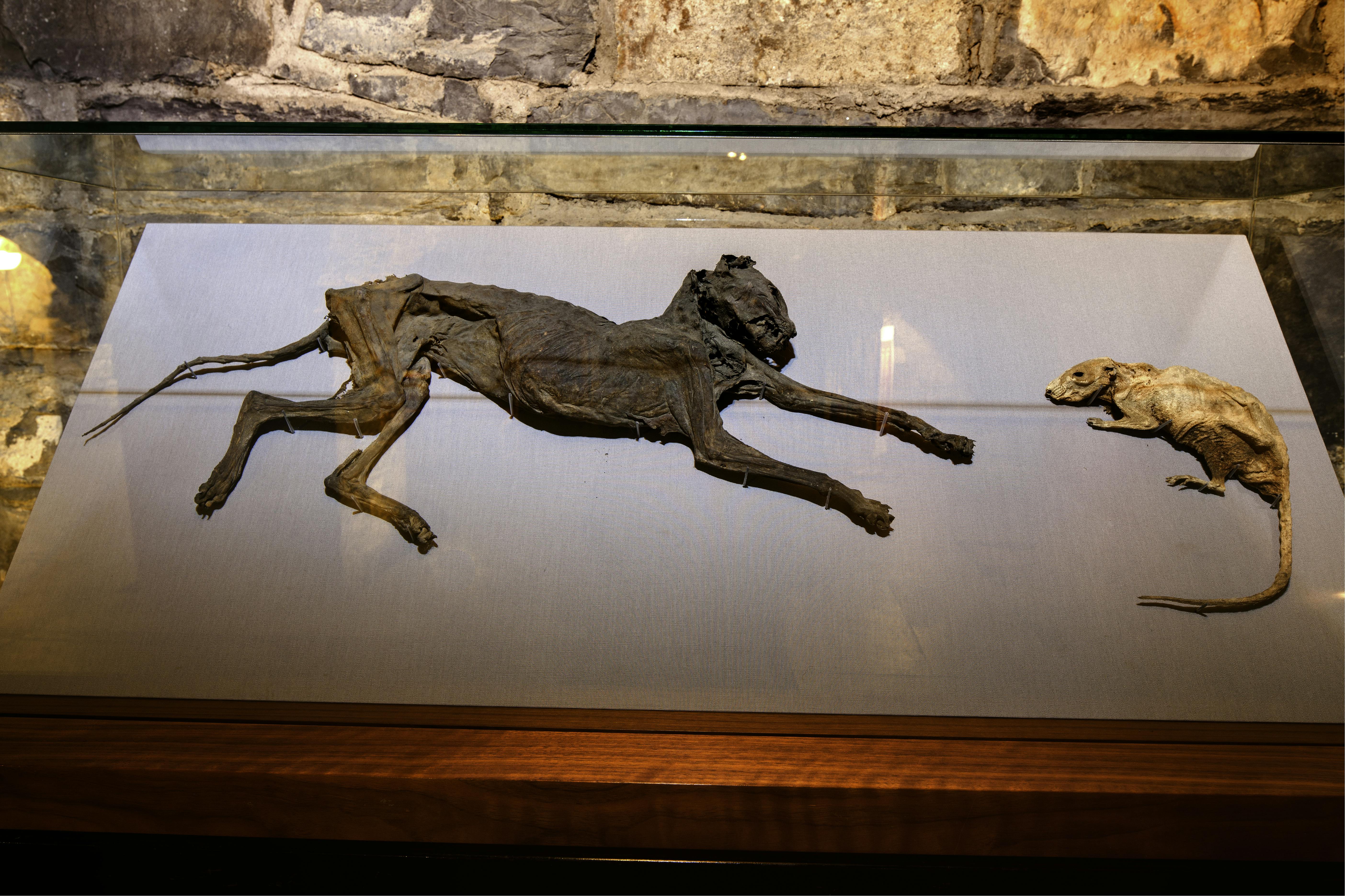 Due animali mummificati, un gatto e un topo, esposti in una teca di vetro su uno sfondo di pietra.