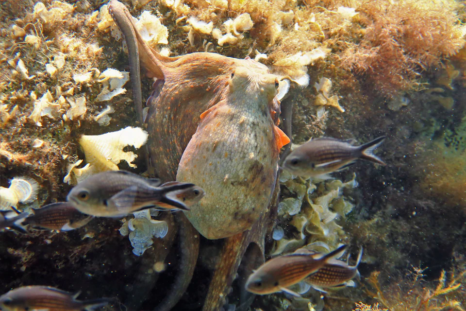 octopus