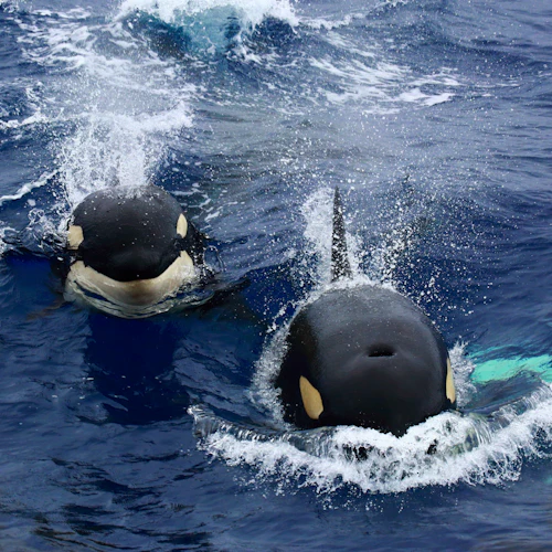 Bremer Bay: Killer Whale Watching Tour