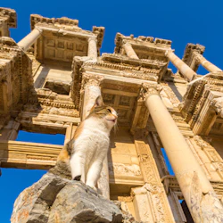 En katt sitter på en sten framför gamla ruiner med stora utsmyckade pelare under en klarblå himmel.