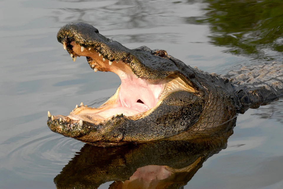 A close-up of an alligator's head with its mouth wide open, showing sharp teeth, partially submerged in water.