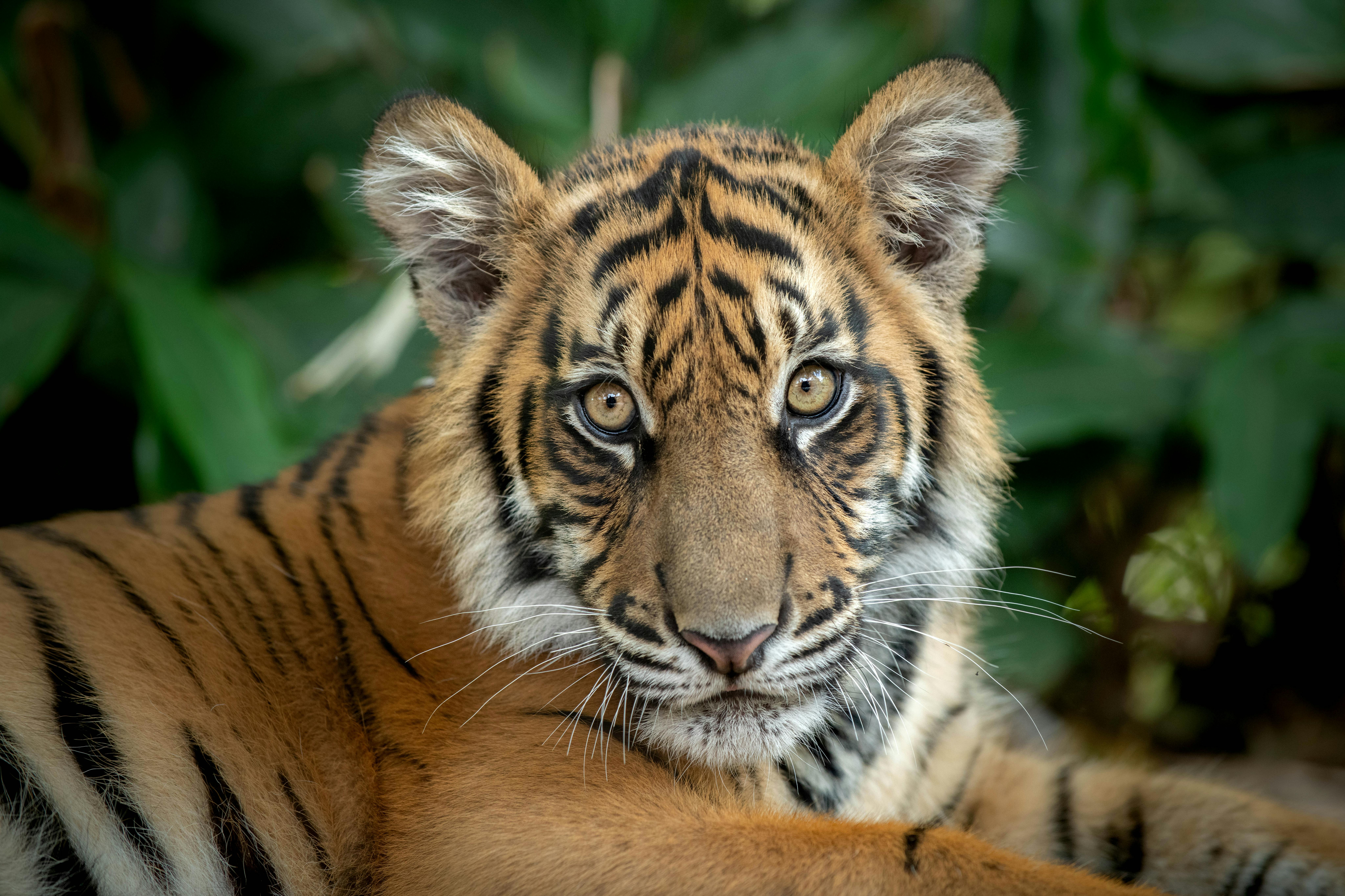 Un jeune tigre au pelage rayé orange et noir, couché, regardant directement l'appareil photo, sur un fond de feuilles.