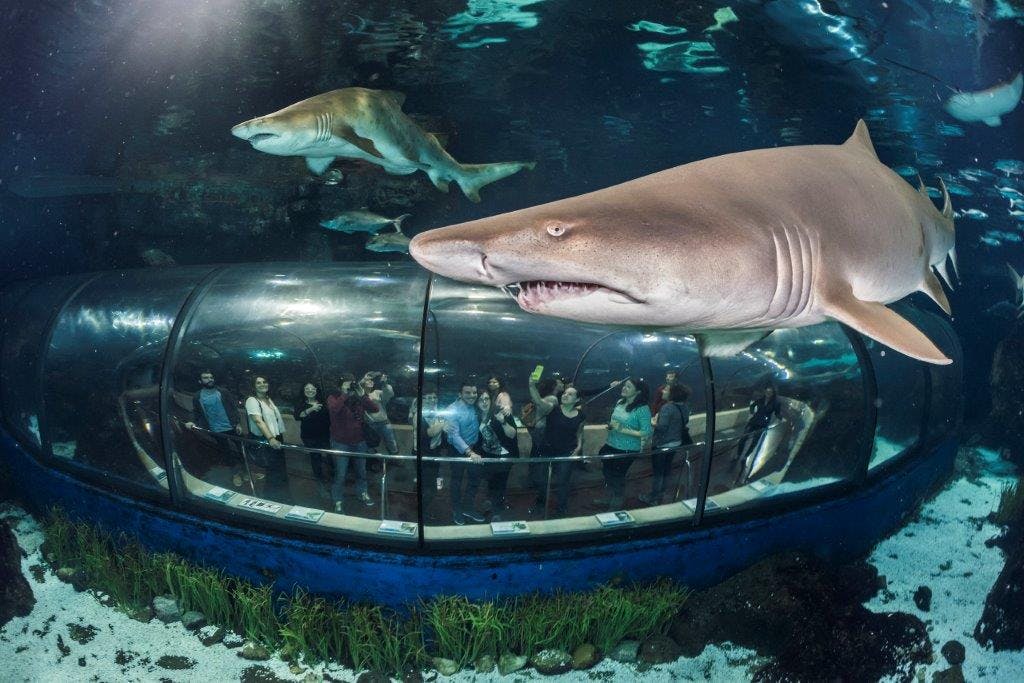 Des personnes à l'intérieur d'un tunnel sous-marin regardent des requins nager au-dessus d'elles dans un aquarium.