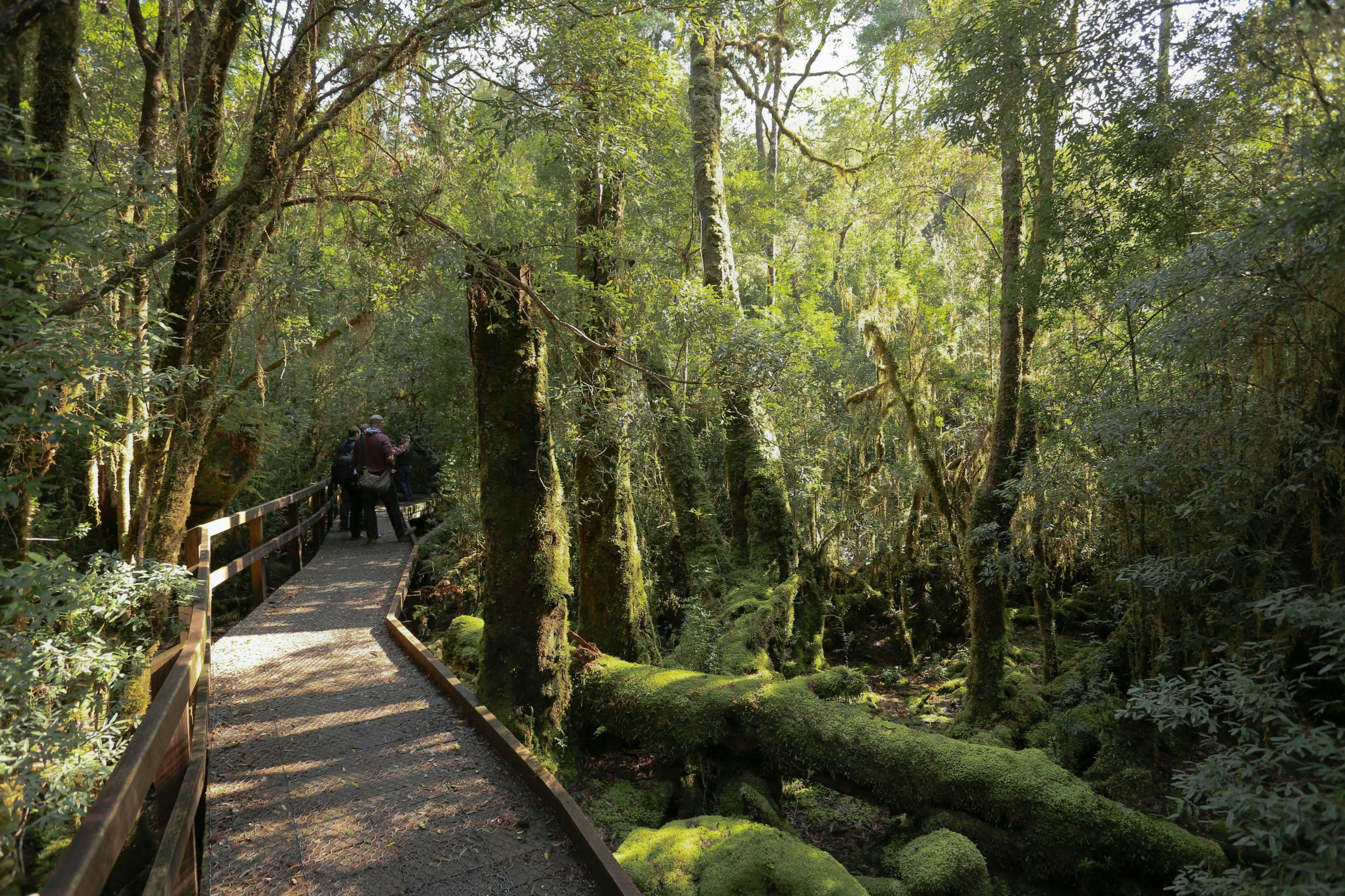 A wooden walkway through a lush, green forest with moss-covered trees and a group of people walking in the distance.
